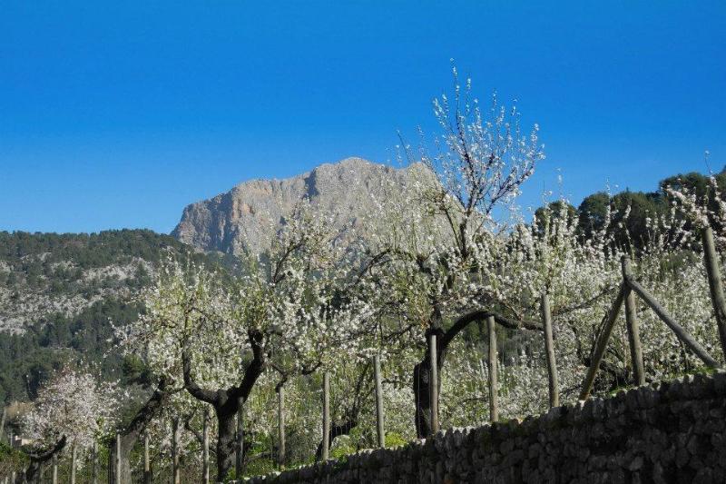 Hotel Casa Bougainvillea Soller Exterior photo