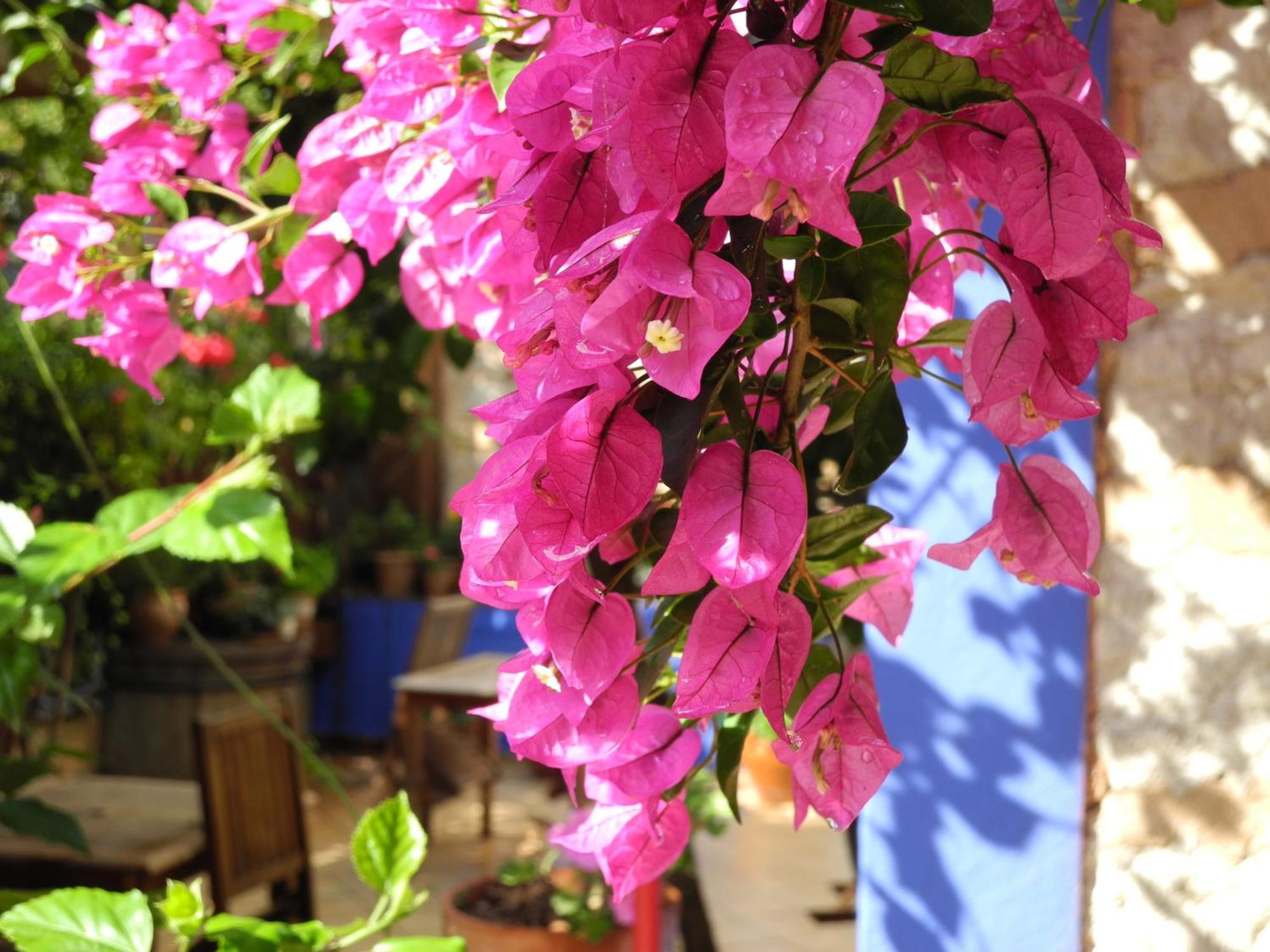 Hotel Casa Bougainvillea Soller Exterior photo