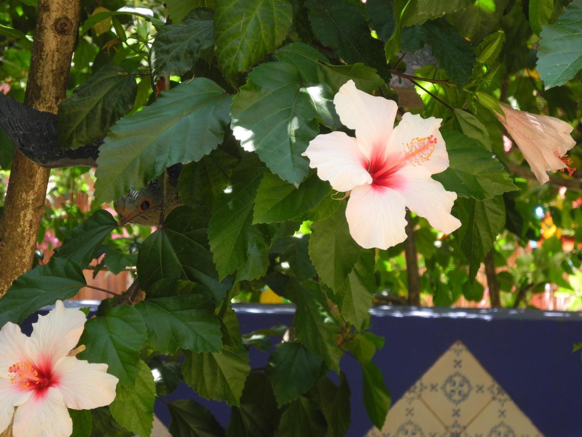 Hotel Casa Bougainvillea Soller Exterior photo